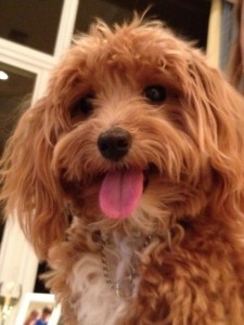 Cooper