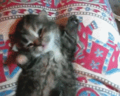 anigif_optimized-9539-1436022091-1