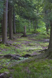 photos_7